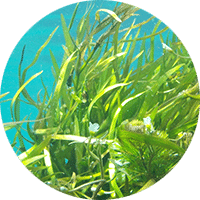 Commandez des repas et des collations santé qui regorgent d'ingrédients énergisants