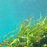 algue bienfaits sur la sante naturopathie